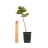 Larix decidua - B5242