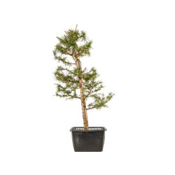 Larix decidua - B5253