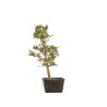 Larix decidua - B5253