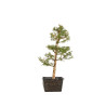 Larix decidua - B5253