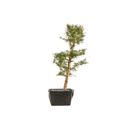 Larix decidua - B5253