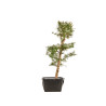 Larix decidua - B5253