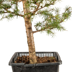 Larix decidua - B5253
