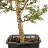 Larix decidua - B5253
