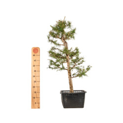Larix decidua - B5253