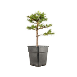 Larix decidua - B5254