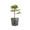 Larix decidua - B5254