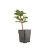 Larix decidua - B5254