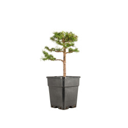 Larix decidua - B5254