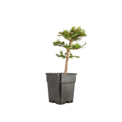 Larix decidua - B5254
