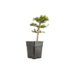 Larix decidua - B5254