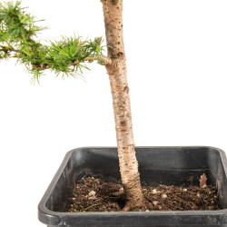 Larix decidua - B5254