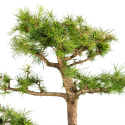 Larix decidua - B5254