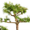 Larix decidua - B5254
