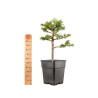 Larix decidua - B5254