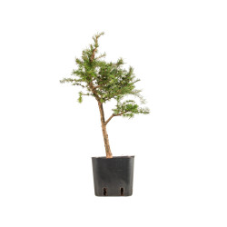 Larix decidua - B5255