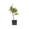 Larix decidua - B5255