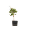 Larix decidua - B5255