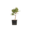 Larix decidua - B5255
