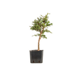 Larix decidua - B5255