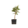 Larix decidua - B5255