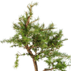 Larix decidua - B5255