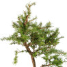 Larix decidua - B5255