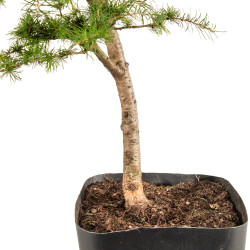 Larix decidua - B5255