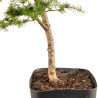 Larix decidua - B5255