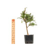Larix decidua - B5255