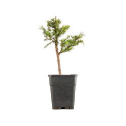 Larix decidua - B5256