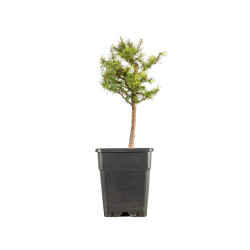 Larix decidua - B5256