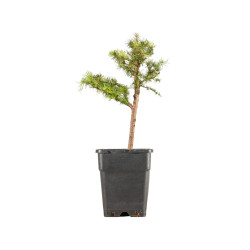 Larix decidua - B5256