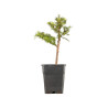 Larix decidua - B5256