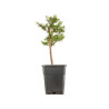 Larix decidua - B5256