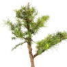 Larix decidua - B5256