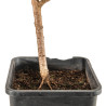 Larix decidua - B5256