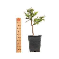 Larix decidua - B5256