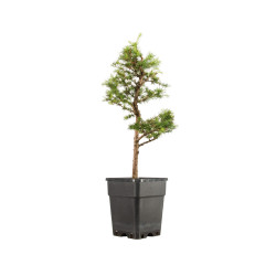 Larix decidua - B5257