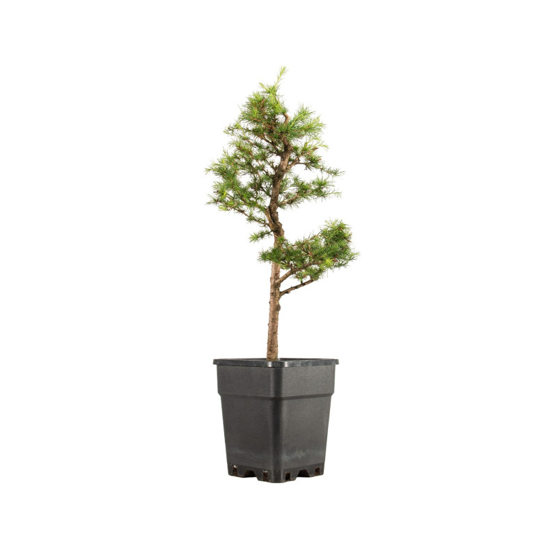 Larix decidua - B5257