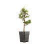 Larix decidua - B5257