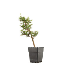 Larix decidua - B5257