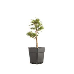 Larix decidua - B5257