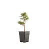 Larix decidua - B5257