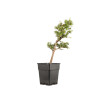 Larix decidua - B5257