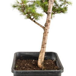 Larix decidua - B5257