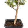 Larix decidua - B5257