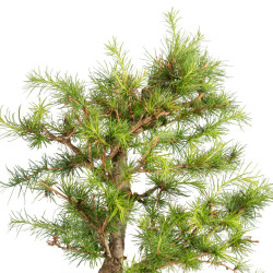 Larix decidua - B5257