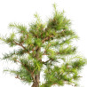 Larix decidua - B5257