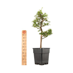 Larix decidua - B5257